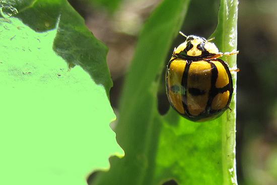 ladybug