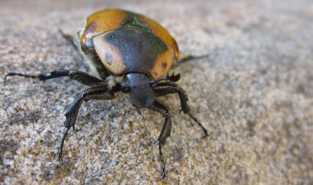 christmas beetle