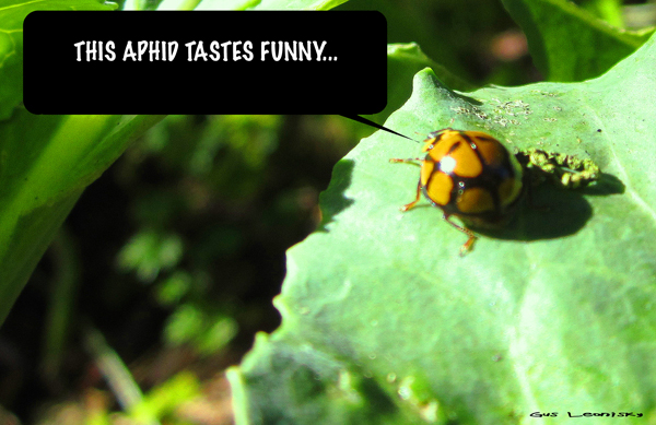 LADYbug2