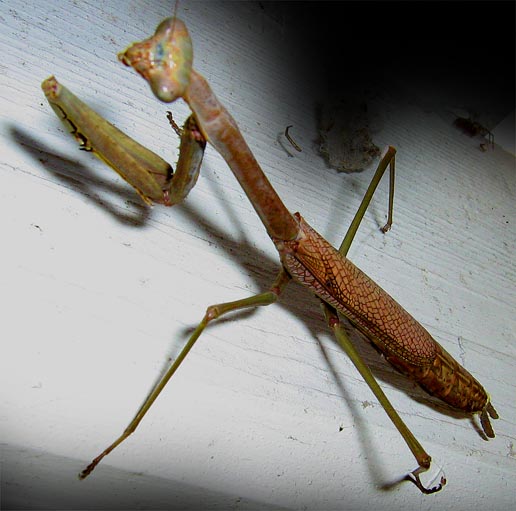 mantis