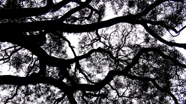 looking up the canopy...