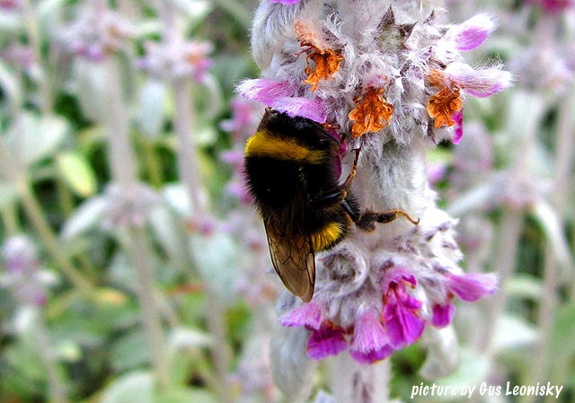 bumblebee