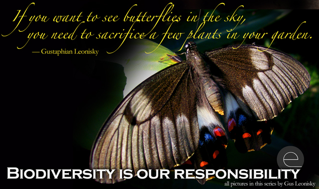butterfly