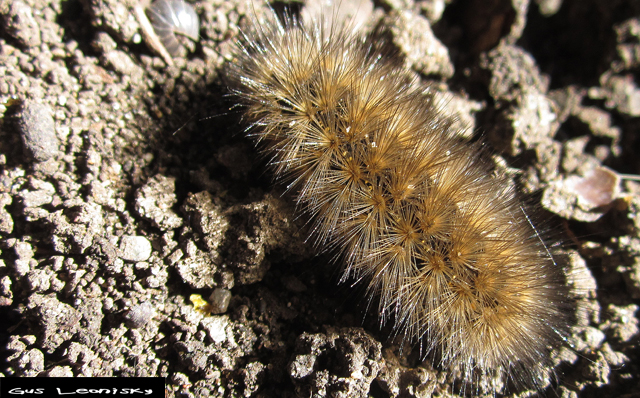caterpillar