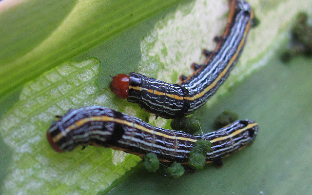 caterpillars