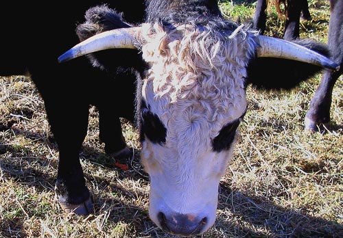 cows