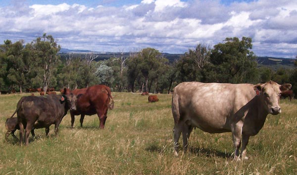 top paddock