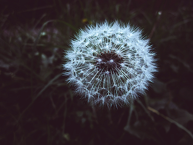 dandelion
