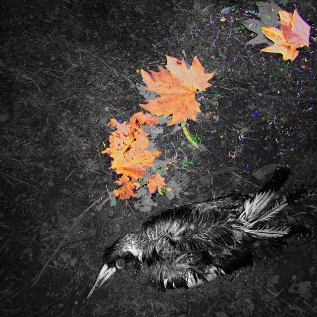 dead bird