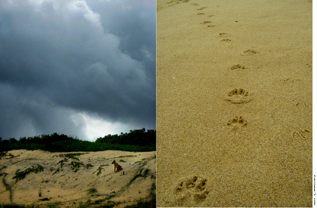 dingo on a beach near Howck's nest