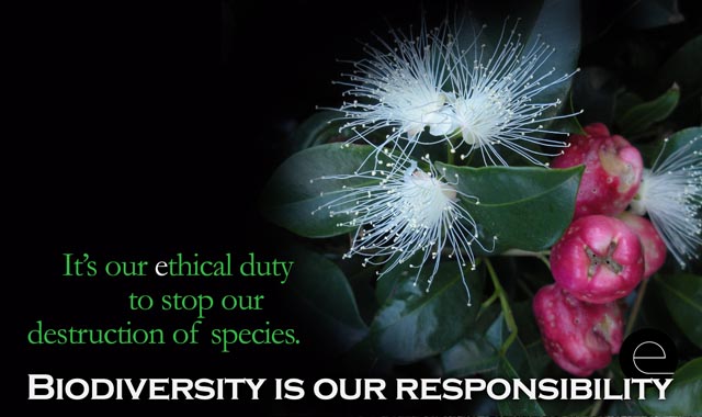 eucalypt