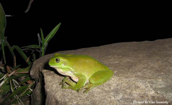 froggy