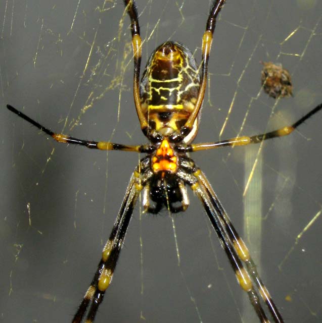 golden orb spider