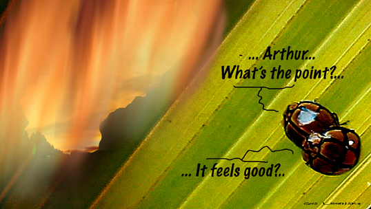 philosophical bugs...