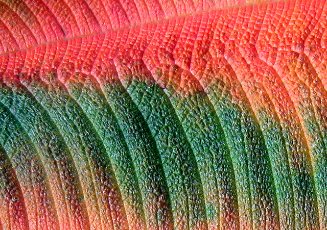 leaf