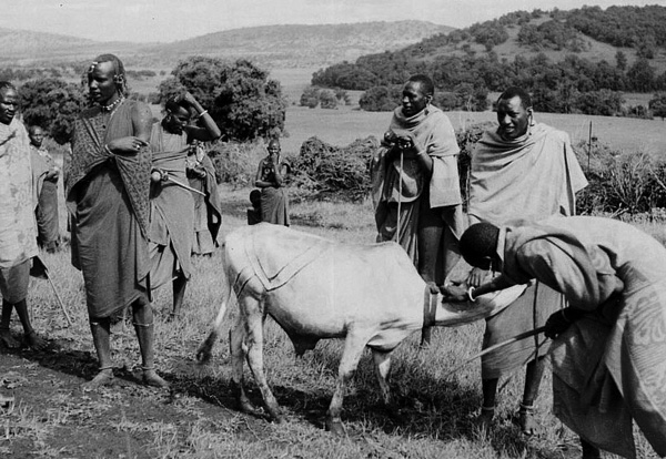 maasai
