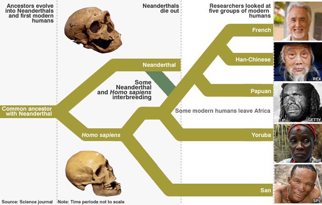 neanderthals