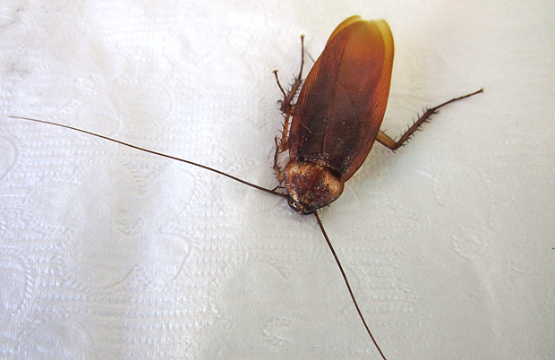 roach