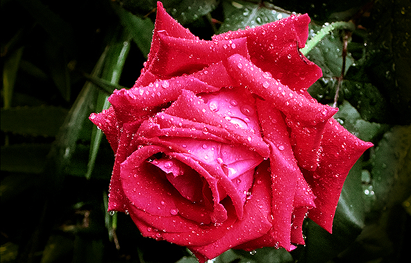 a rose is a rose...