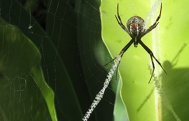 xspider