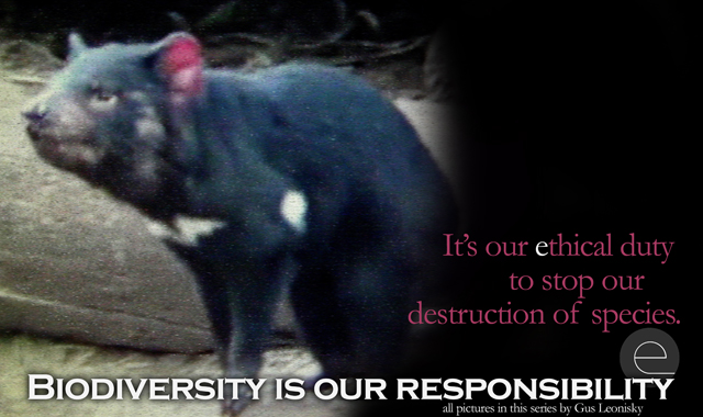 tassie devil
