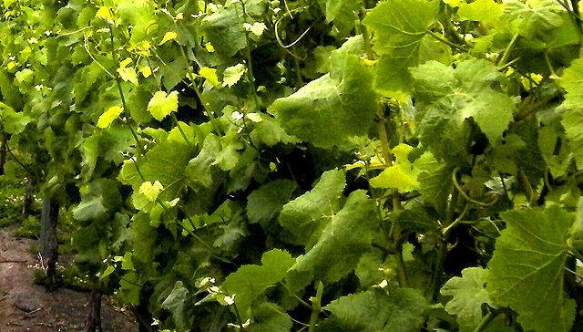 vines